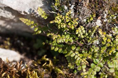 Kalksvartbräken (Asplenium trichomanes ssp. quadrivalens)