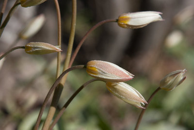 Dvrgtulpan (Tulipa turkestanica)
