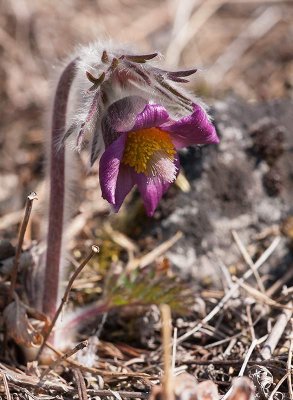 Nipsippa x fltsippa (Pulsatilla patens x Pulsatilla pratensis)