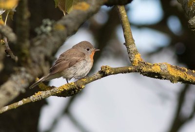 Red-breasted Flycatcher (Ficedula parva)