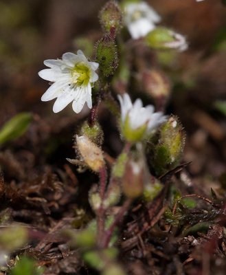 Alvararv (Cerastium pumilum)