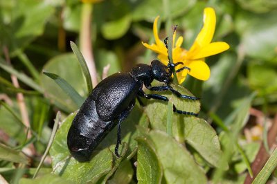 Svart majbagge (Meloe proscarabaeus)