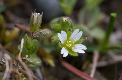 stkustarv (Cerastium subtetrandrum)