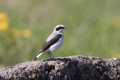 Northern Wheatear (Oenanthe oenanthe)