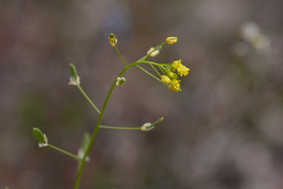 Sanddraba (Draba nemorosa)