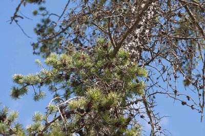 Contortatall (Pinus contorta)