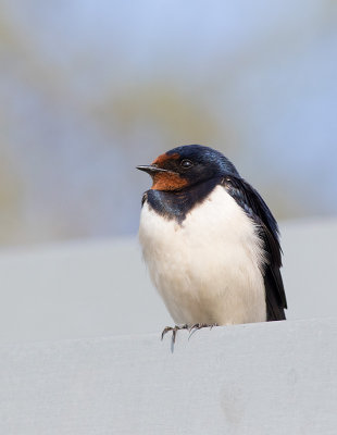 Ladusvala (Hirundo rustica)