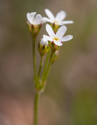 Grusviva (Androsace septentrionalis)