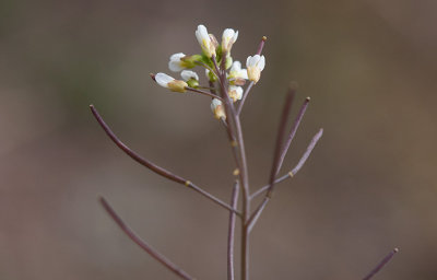 Backtrav (Arabidopsis thaliana)