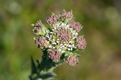 Fltkrassing (Lepidium campestre)