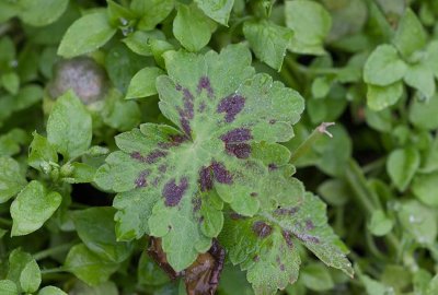 Brunnva (Geranium phaeum)