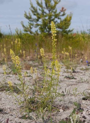 Gulreseda (Reseda lutea)