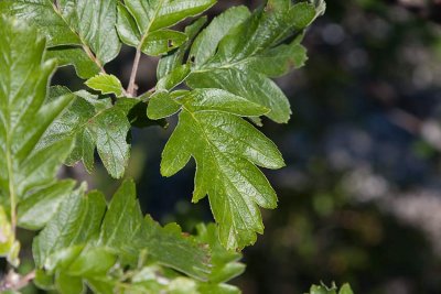 Finnoxel (Sorbus hybrida)