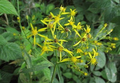 Glesstnds (Senecio ovatus)