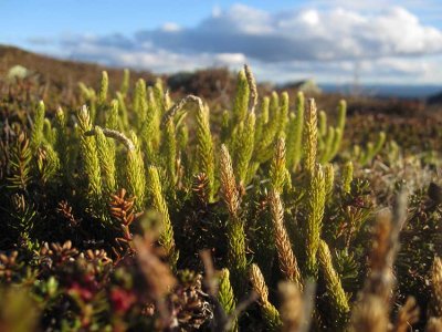 Nordlummer (Lycopodium annotinum ssp. alpestre)