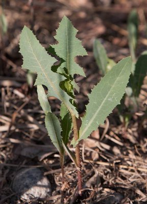 Hnsrttika (Chorispora tenella)