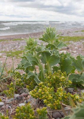 Martorn (Eryngium maritimum)