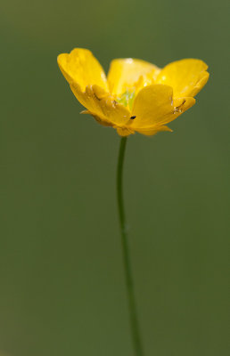 Smrblomma (Ranunculus acris)