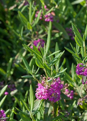 Smalbladig kalmia (Kalmia angustifolia)