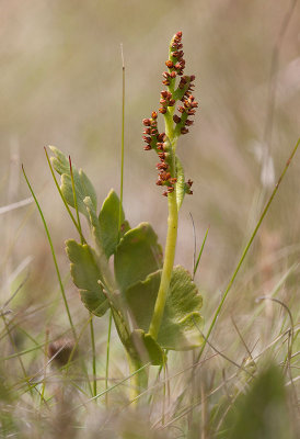 Nordlsbrken (Botrychium boreale)