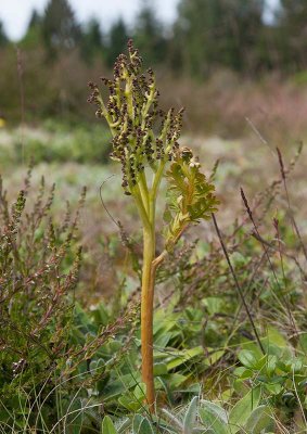 Rutlsbrken (Botrychium matricariifolium)