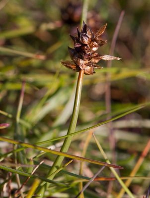 Bgstarr (Carex maritima)
