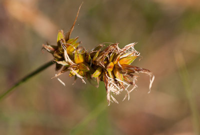 Sandstarr (Carex arenaria)