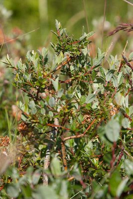 Sandvide (Salix repens ssp. repens var. argentea)