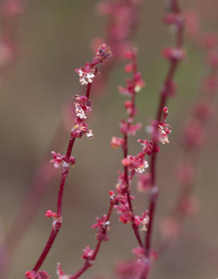 Rdsyra (Rumex acetosella ssp. tenuifolius)