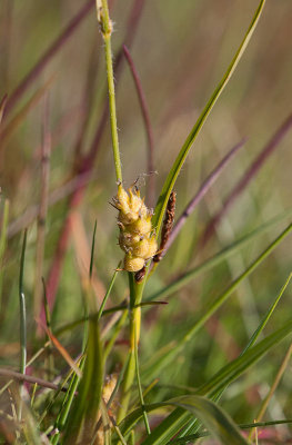 Grusstarr (Carex hirta)
