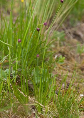 Kantlök (Allium senescens ssp. montanum)	