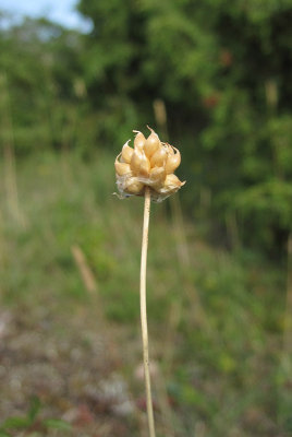 Klipplk (Allium lineare)