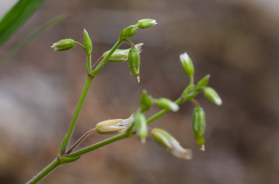 Hnsarv (Cerastium fontanum)