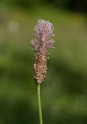 Rdkmpar (Plantago media)