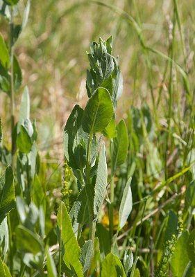 Balsamblad (Tanacetum balsamita)