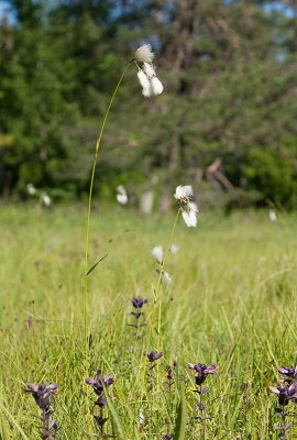 Grsull (Eriophorum latifolium)