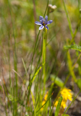 Grslilja (Sisyrinchium montanum)