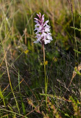 Jungfru Marie nycklar (Dactylorhiza maculata ssp. maculata)	