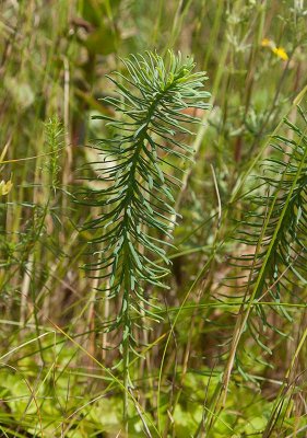 Vrtrel (Euphorbia cyparissias)