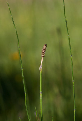 Krrfrken (Equisetum palustre)