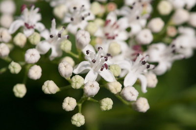 Sommarflder (Sambucus ebulus)	