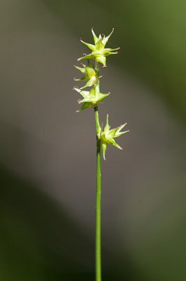 Stjrnstarr (Carex echinata)