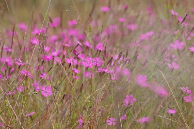 Backnejlika (Dianthus deltoides)