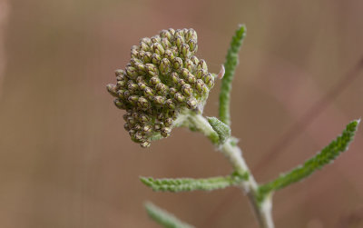 Röllika (Achillea millefolium)