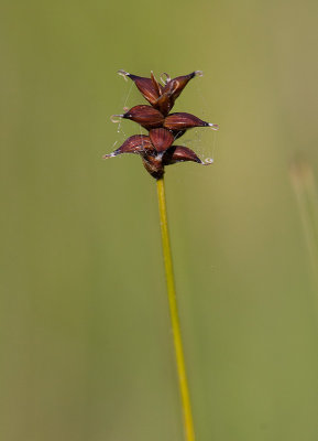 Nlstarr (Carex dioica)