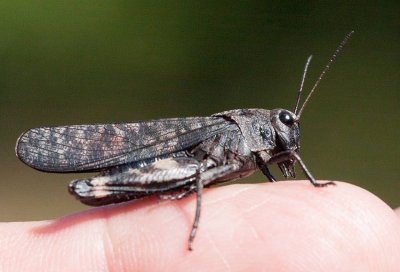 Trumgrshoppa (Psophus stridulus)