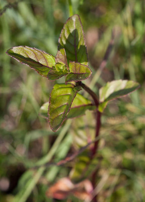 Strandmynta (Mentha aquatica ssp. litoralis)