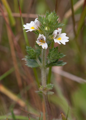 Gr gontrst (Euphrasia nemorosa)