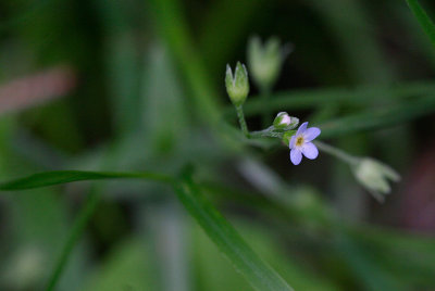 Sumpfrgtmigej (Myosotis laxa)