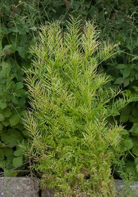 Lundbrsma (Cardamine impatiens)